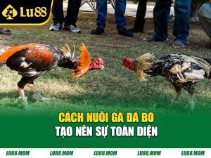 Cách nuôi gà đá bo tạo nên sự toàn diện