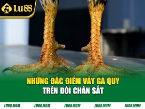 Những đặc điểm vảy gà quý trên đôi chân sắt