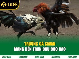 Trường gà Savan mang đến trận đấu độc đáo